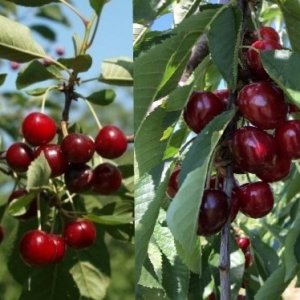 Čerešňa-višňa DUO 2in1 (Prunus avium x cerasus) ´TAMARA´ + ´DEBRECINI BOTERMO´ - výška 90-110 cm, voľnokorenná 